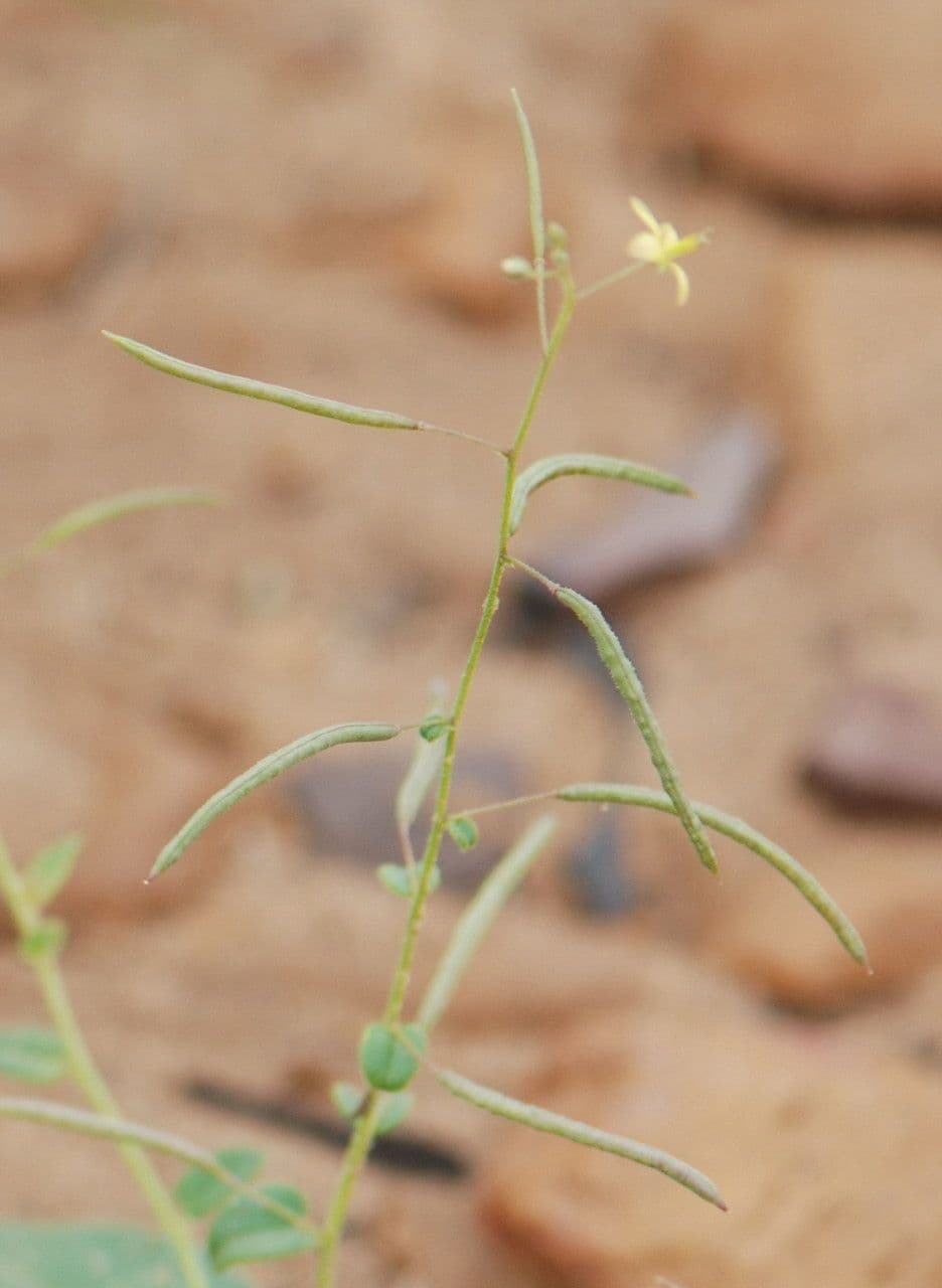 Cleome