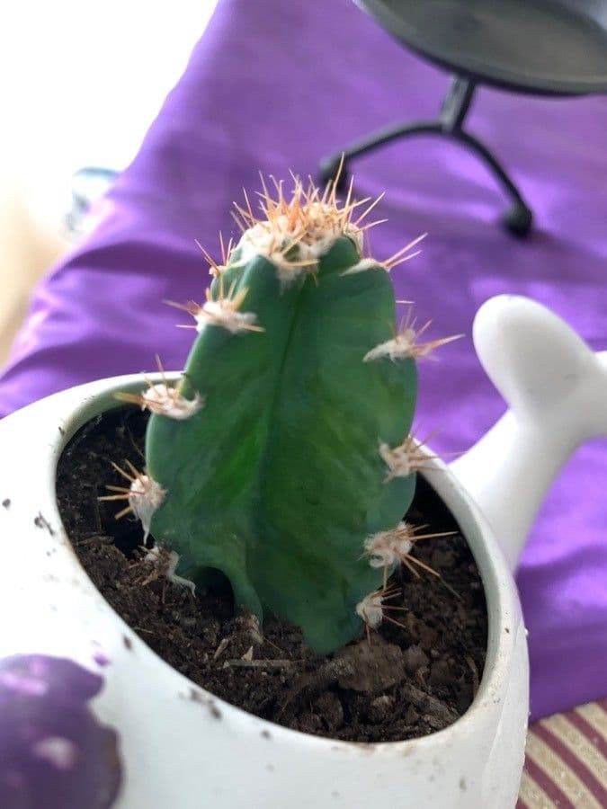 Cactus 25