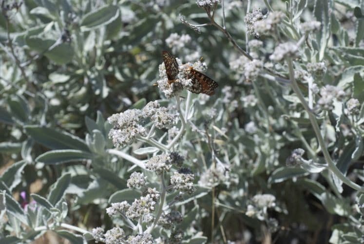Yerba santa 8