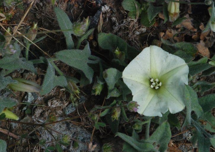 Calystegia finta della Sierra 4