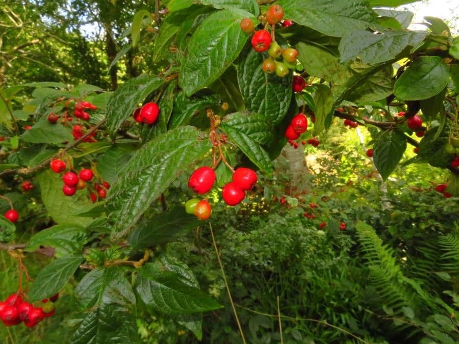 Cotonéaster 10