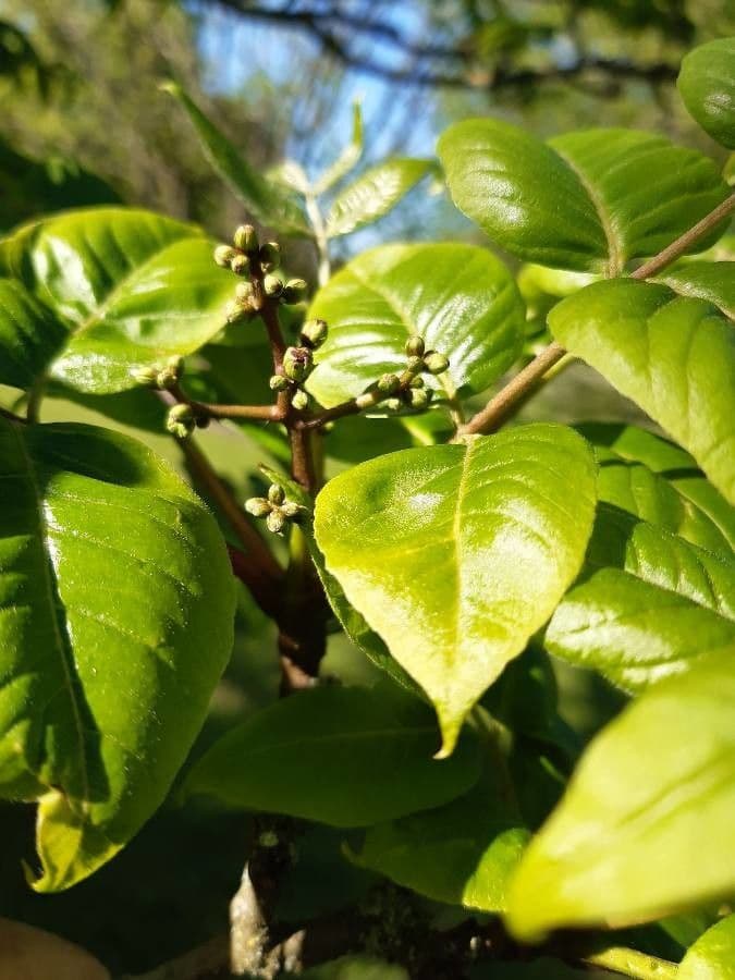 Phellodendron amurense 6