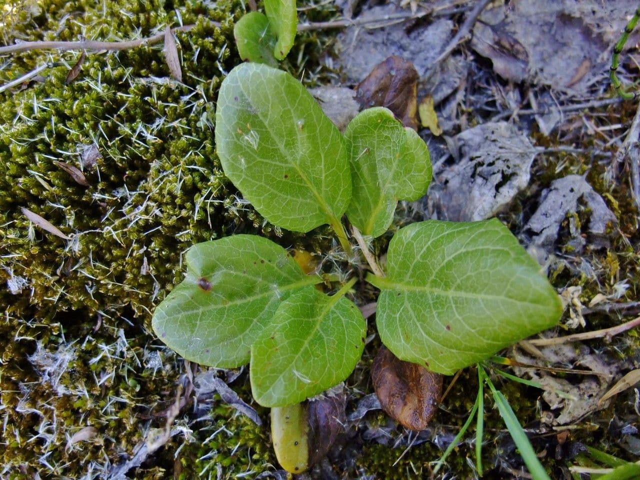 Round-leaf wintergreen 13
