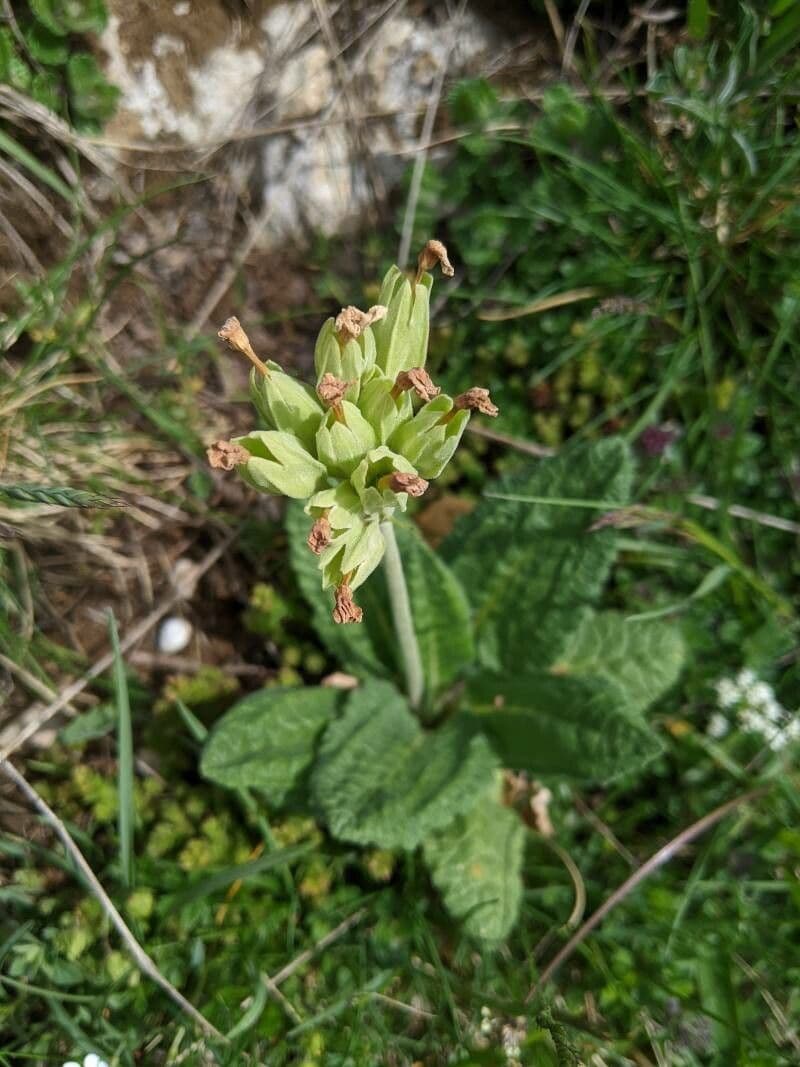 Primavera 2