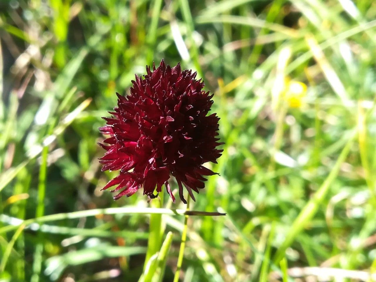 Schwarzes Kohlröschen 9