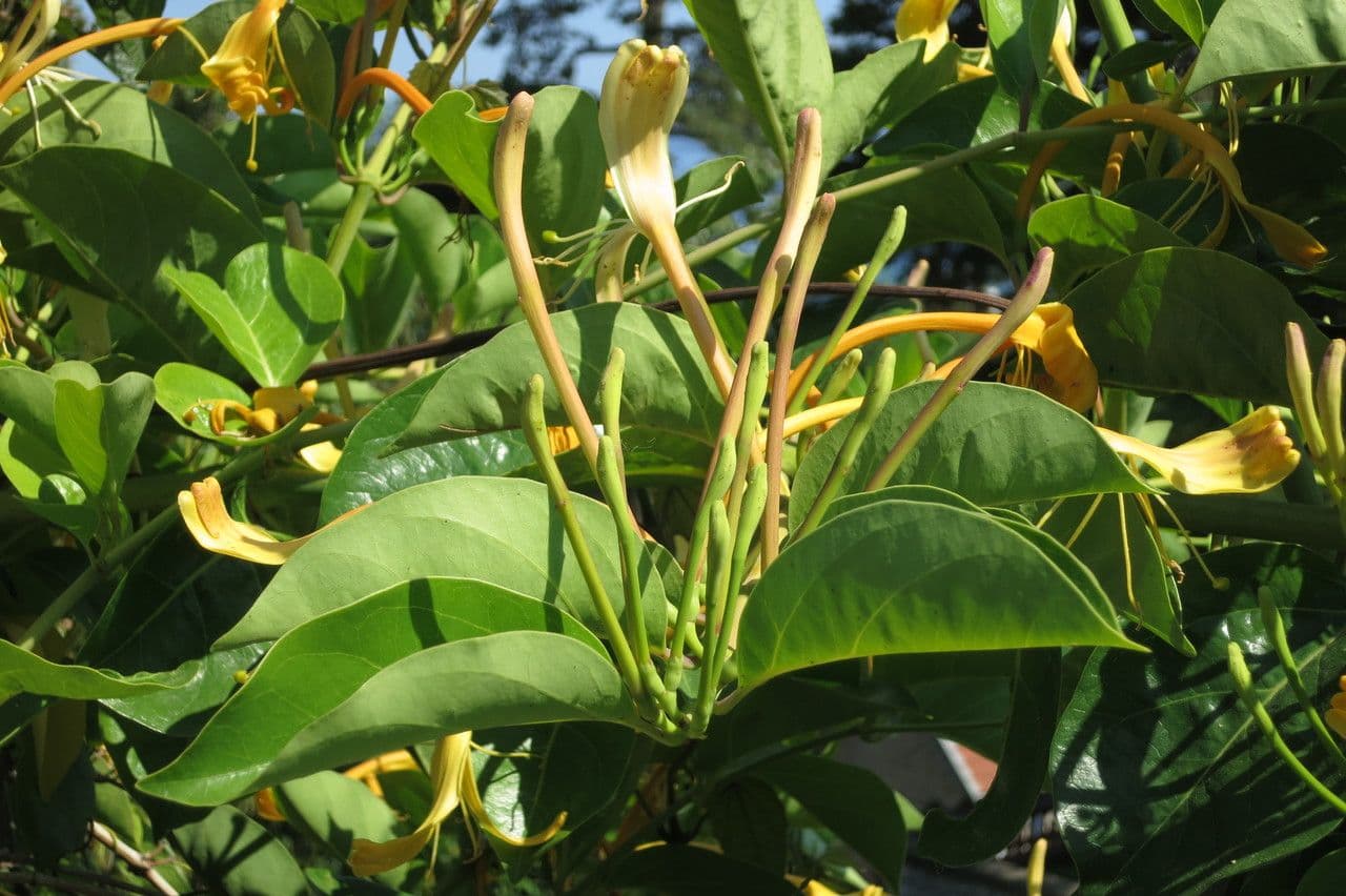 Hildebrands Geißblatt 6