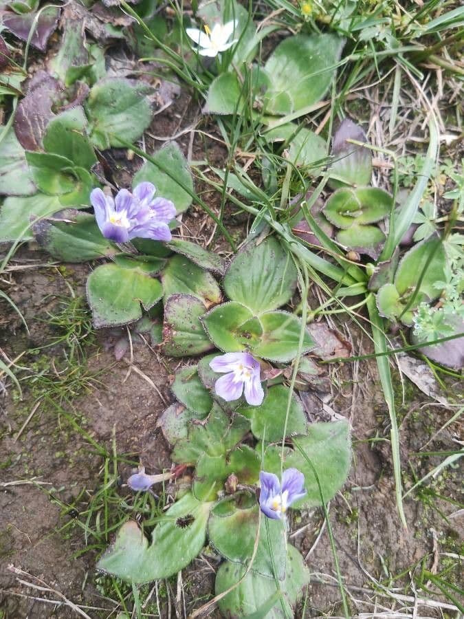 Craterostigma 2