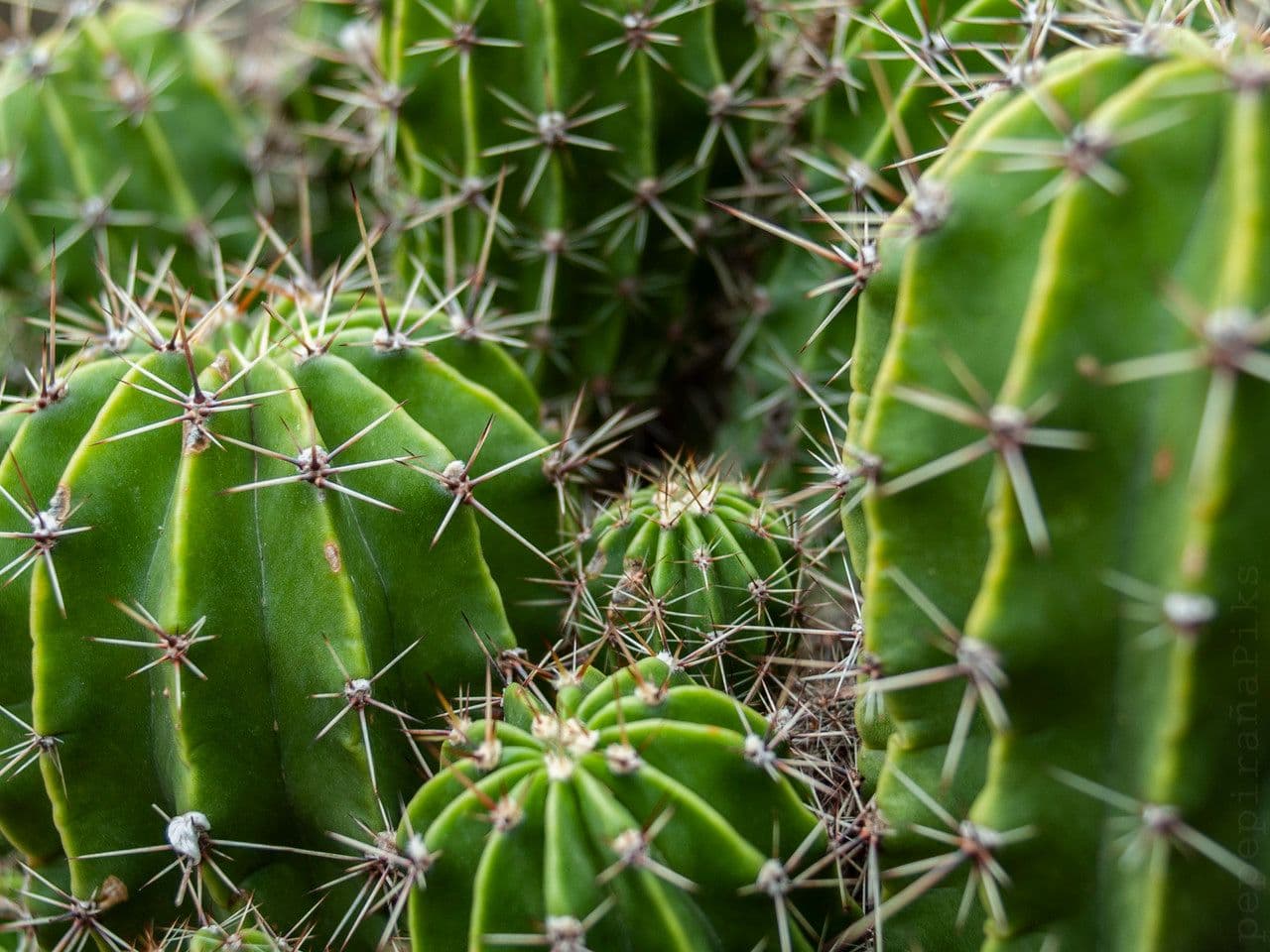 Cactus banana 18