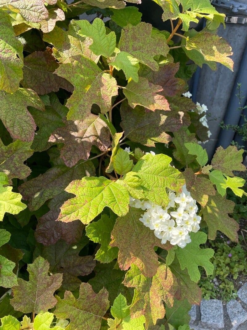 Hortenzie" 29