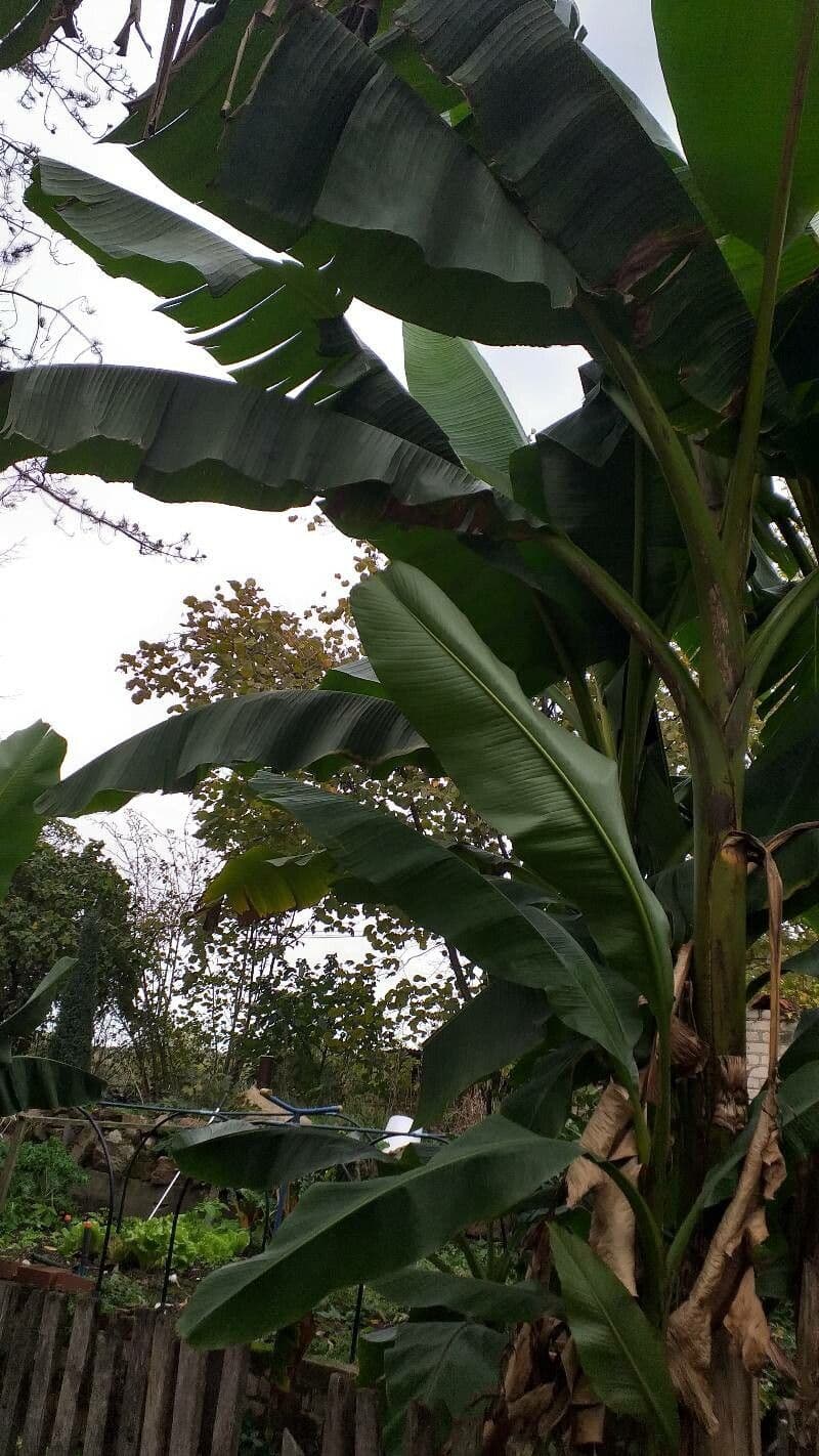 Banane 3