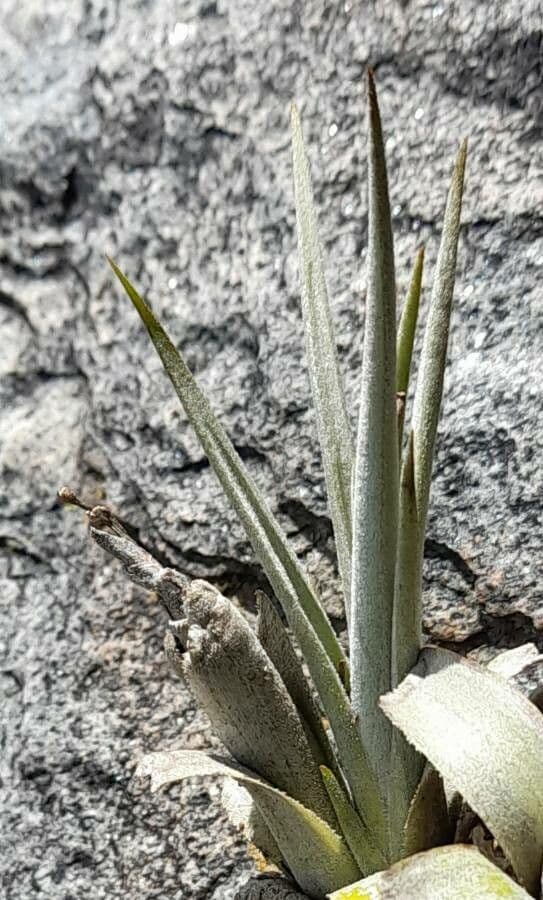 Tillandsia 8