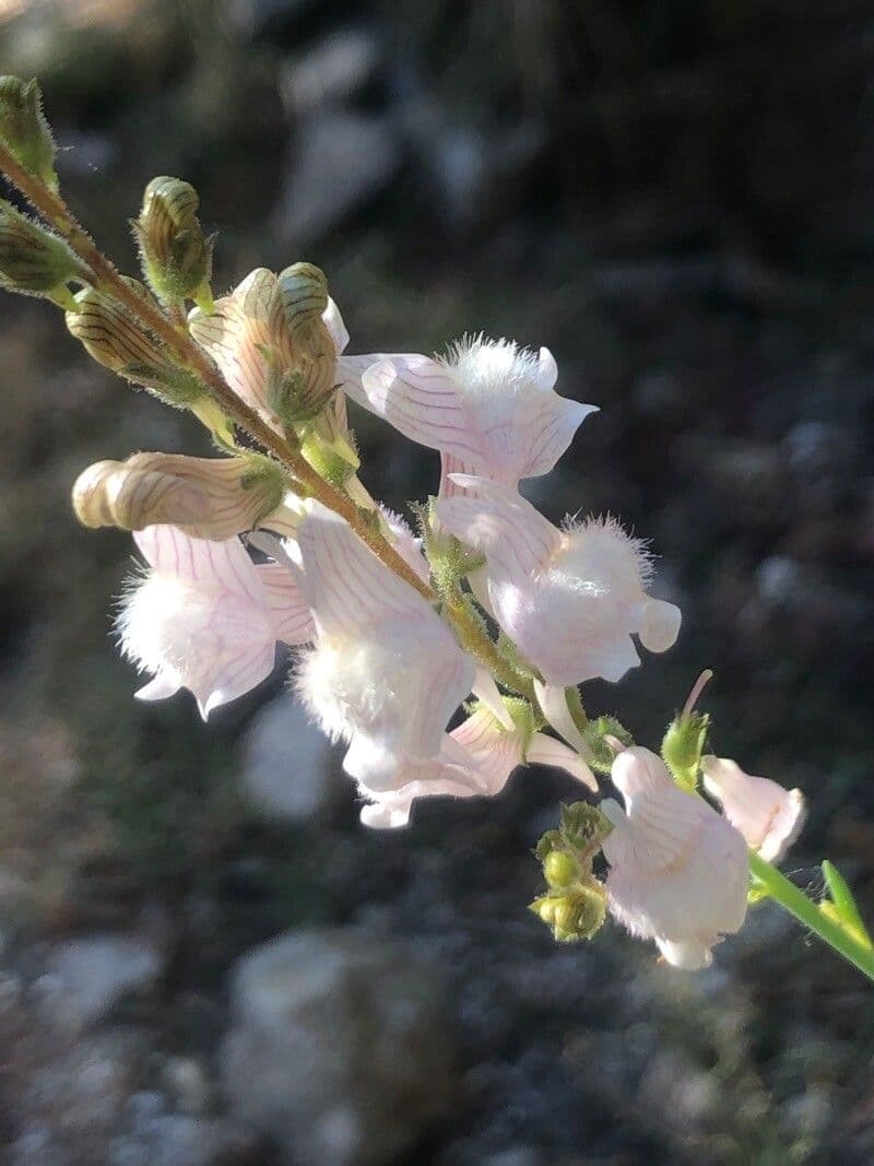 Linaria 5