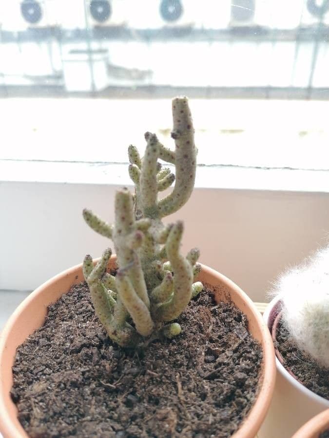 Cotyledon 3