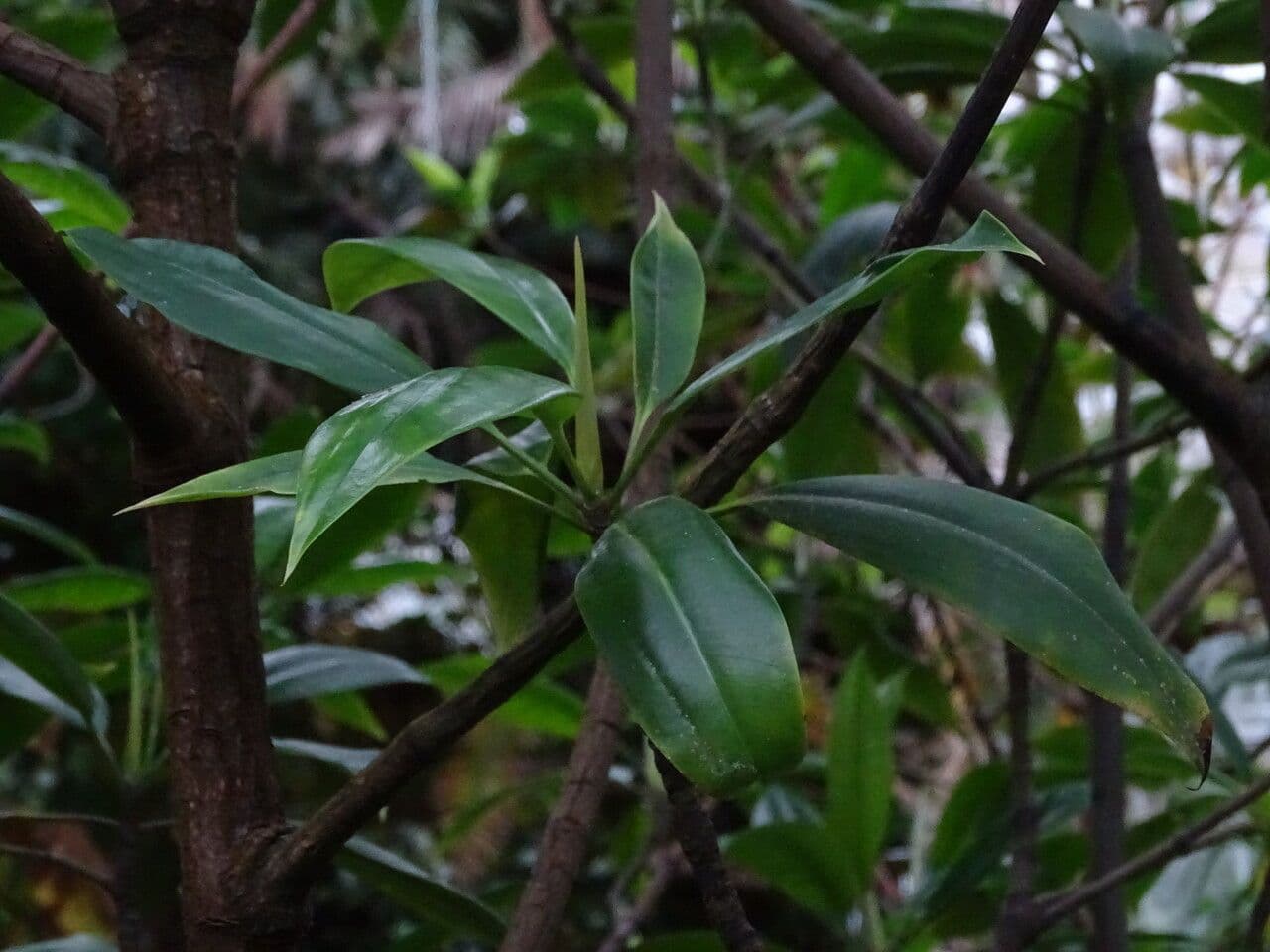 Mangrovia birmana 8