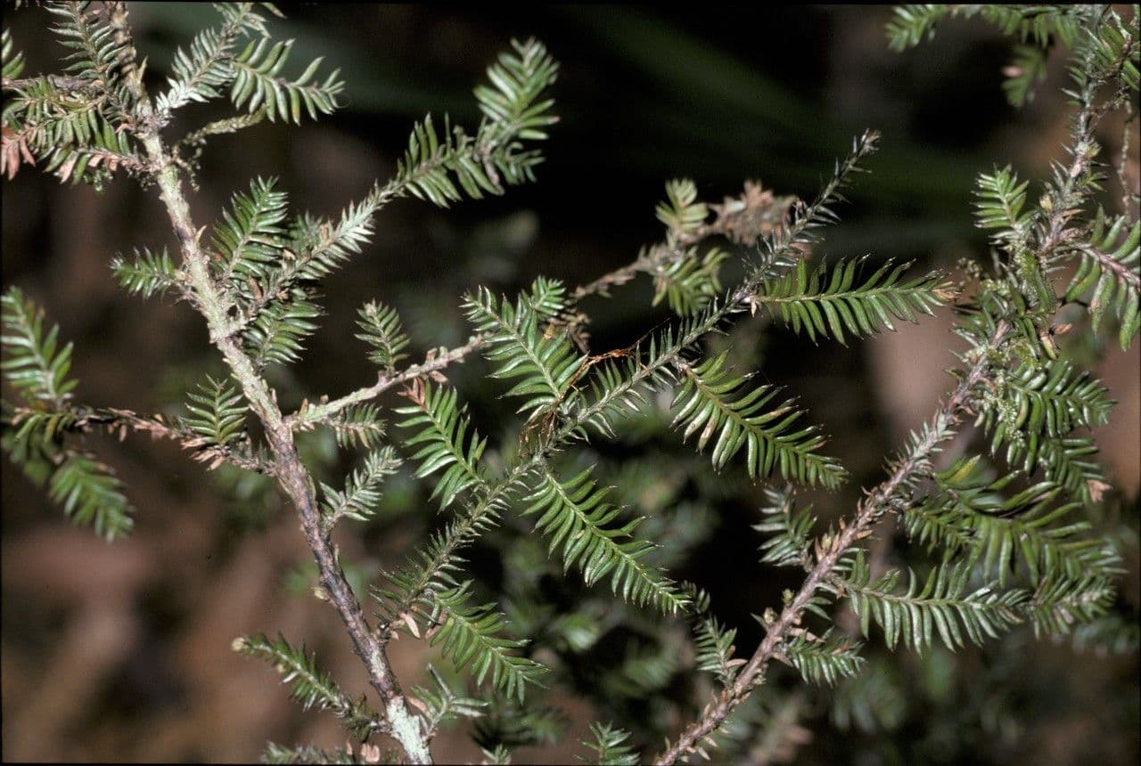 Dacrycarpus dacrydioides 13