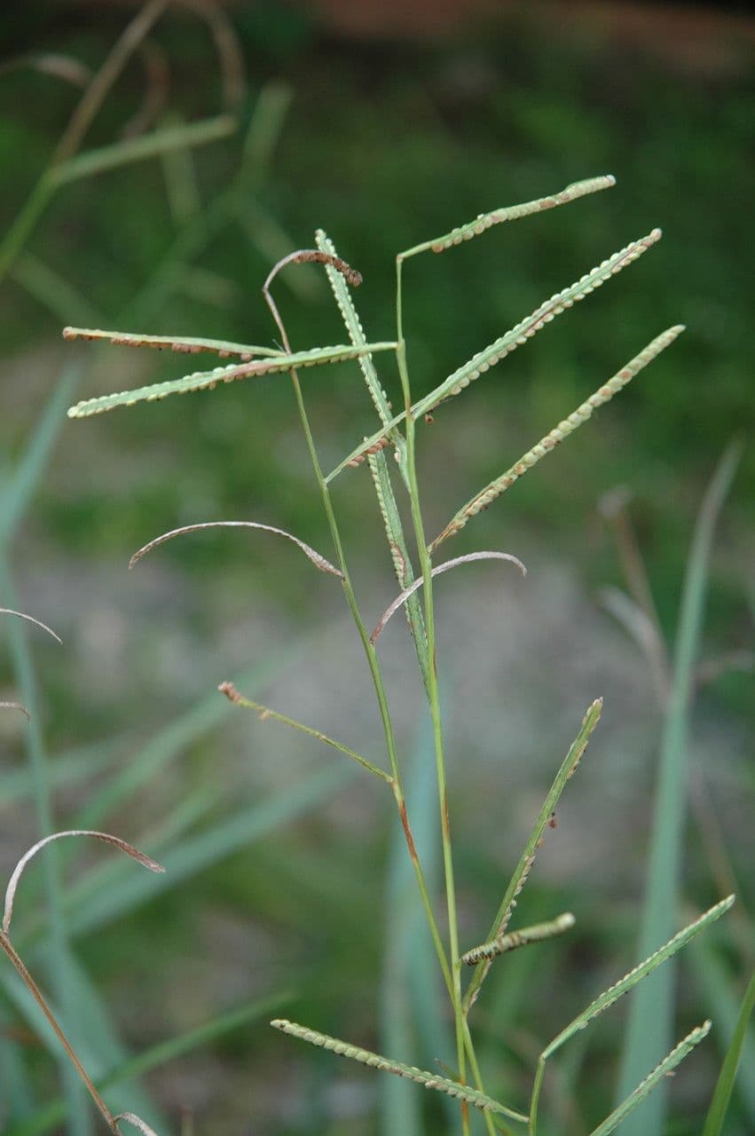 Paspalum scrobiculatum 4