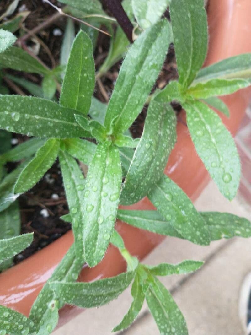 Gomphrena 13