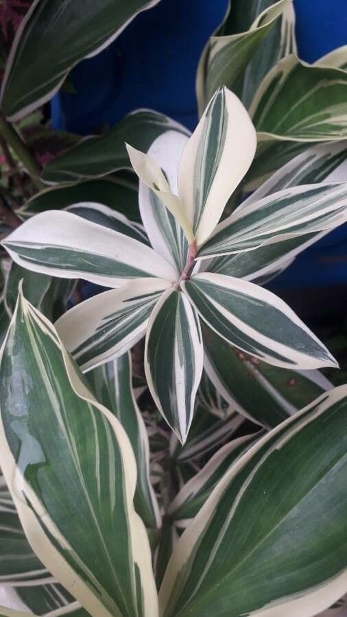 Costus arabo 10