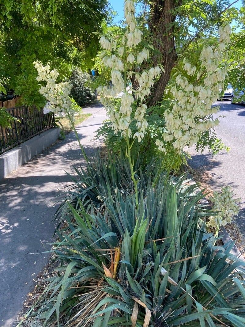 Schopf-Yucca 29