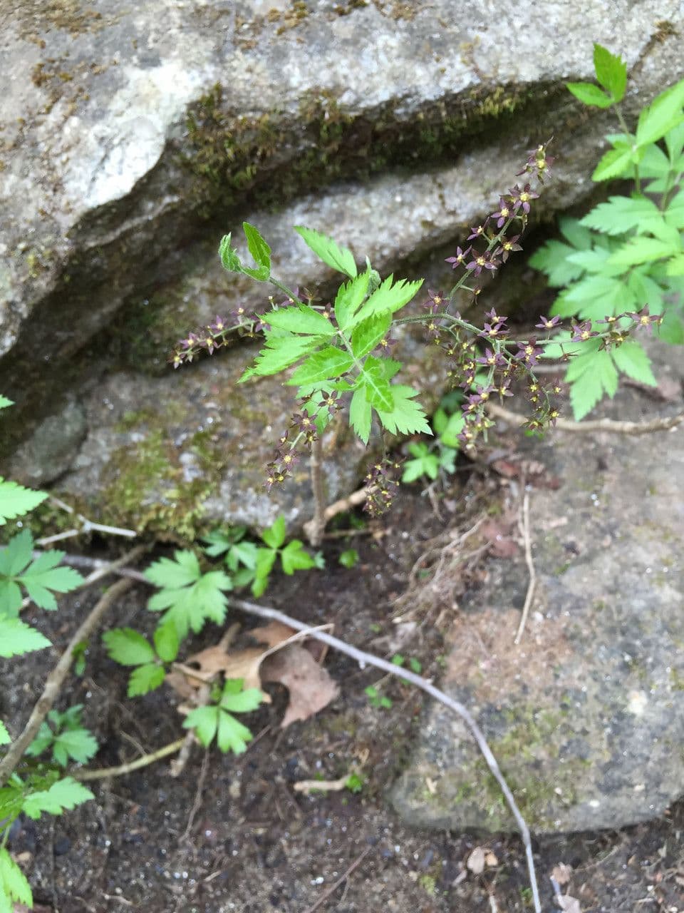 Xanthorhiza 10