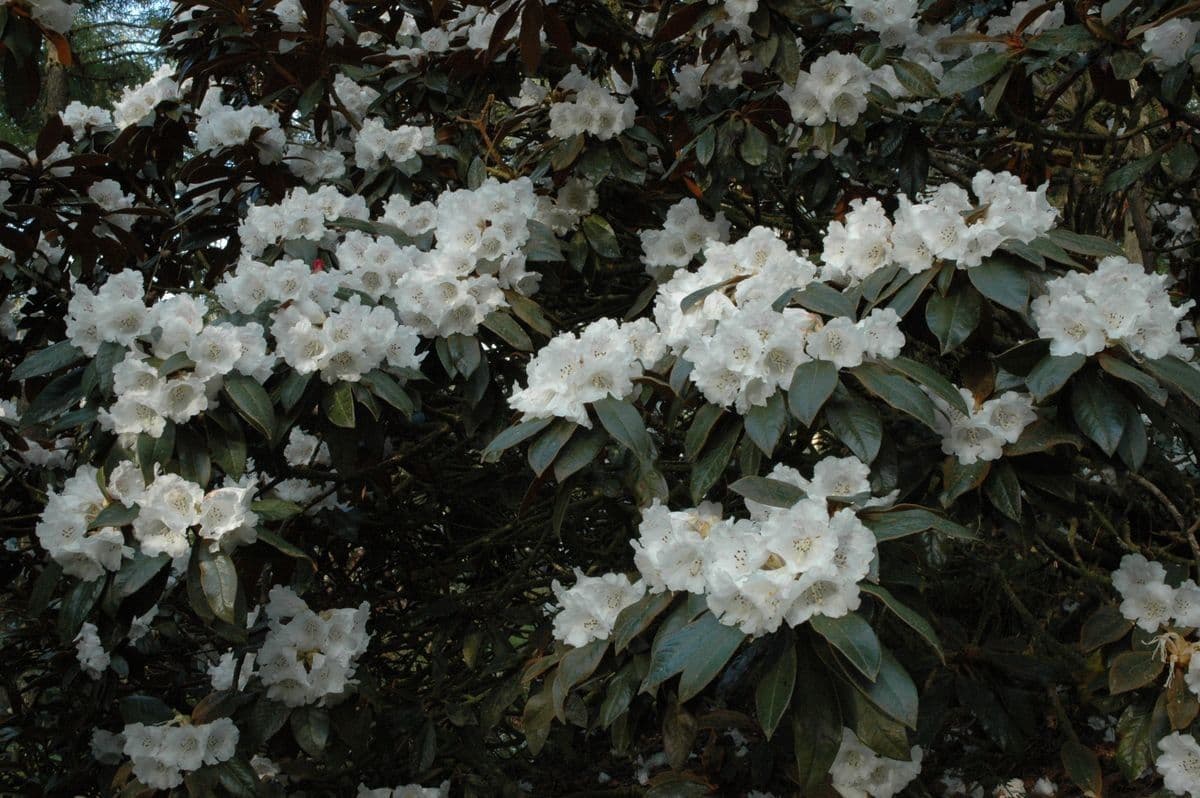 Rododendron Bureava 2