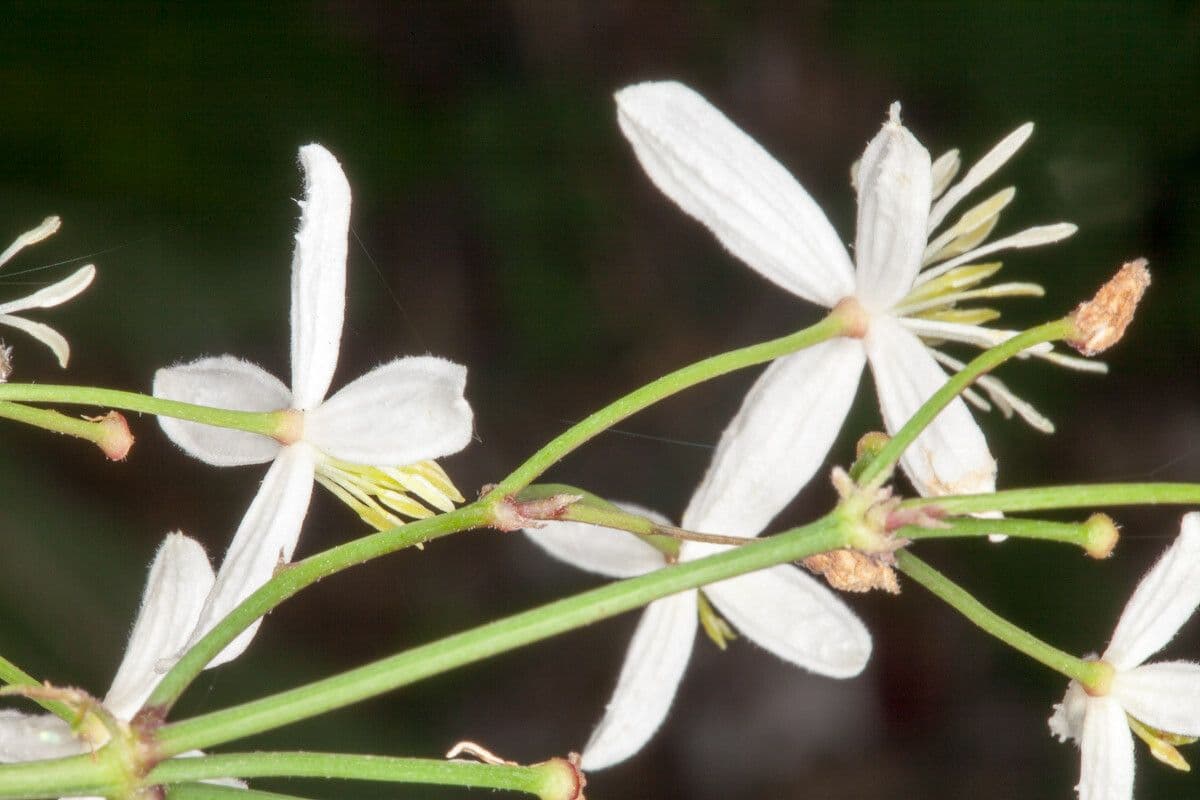 Clematis recta 21