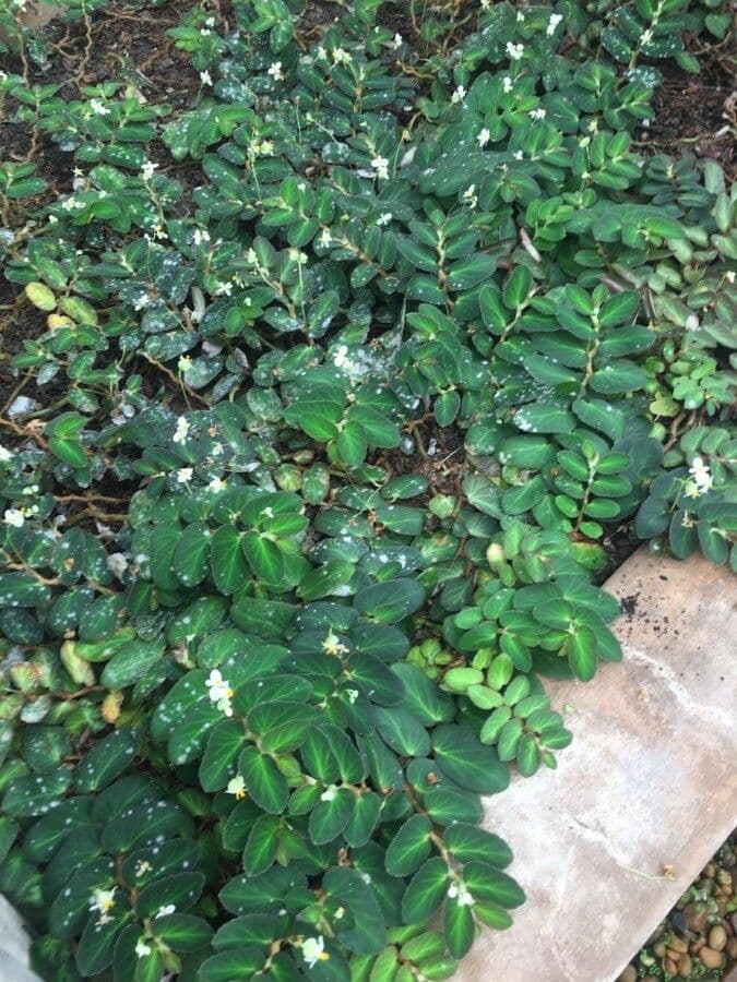 Begonia 5