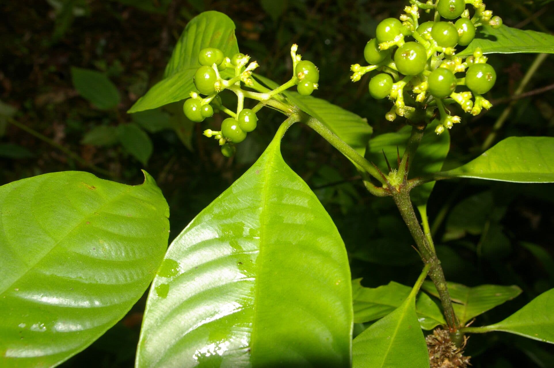Psychotria 13