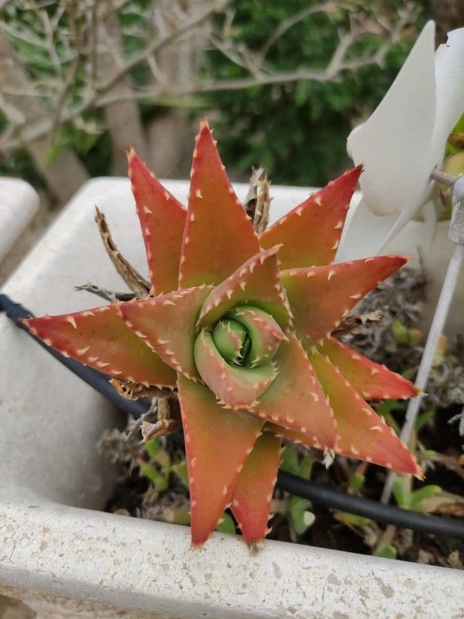 Kurzblättrige Aloe 3