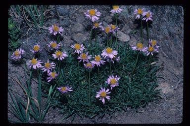 Erigeron