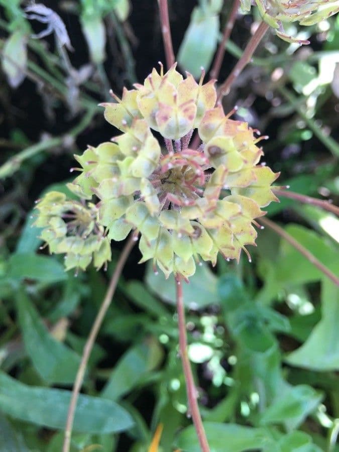 Iberka okolíkatá 4