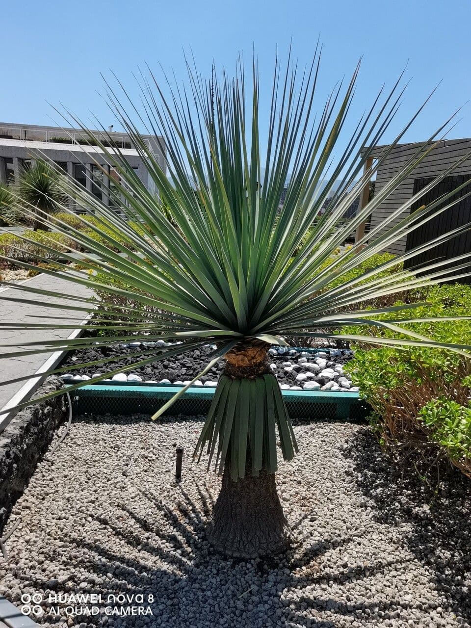 Beaucarnea 10