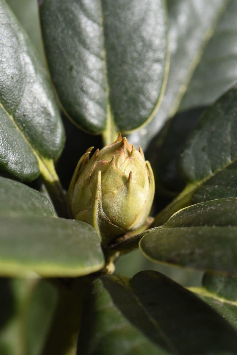 Rododendro 19