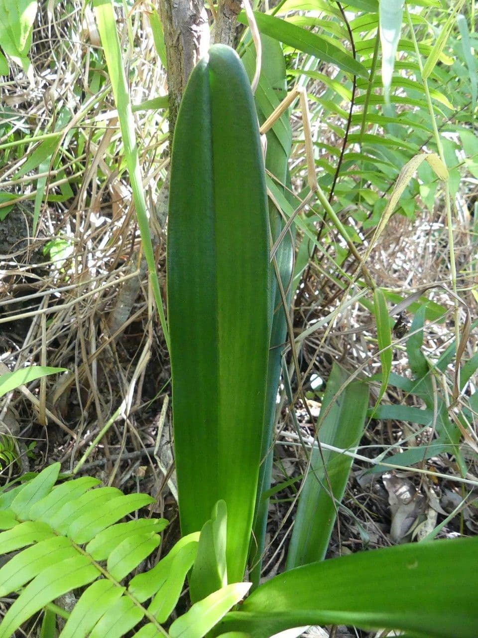Angraecum eburneum 18
