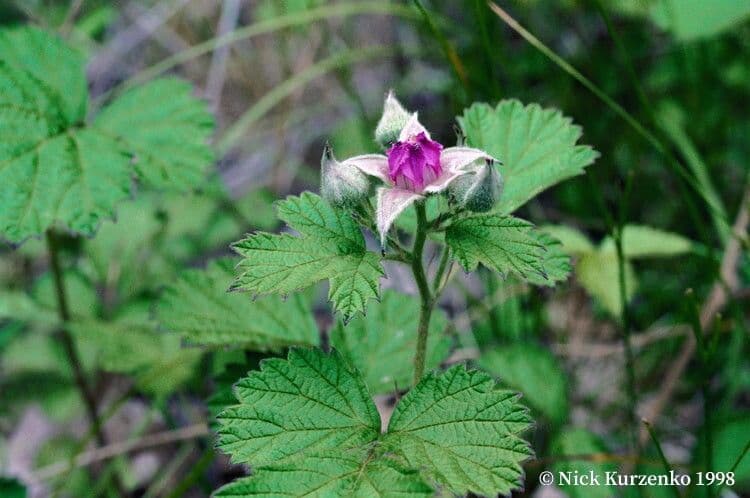 Kleinblättrige Brombeere 5