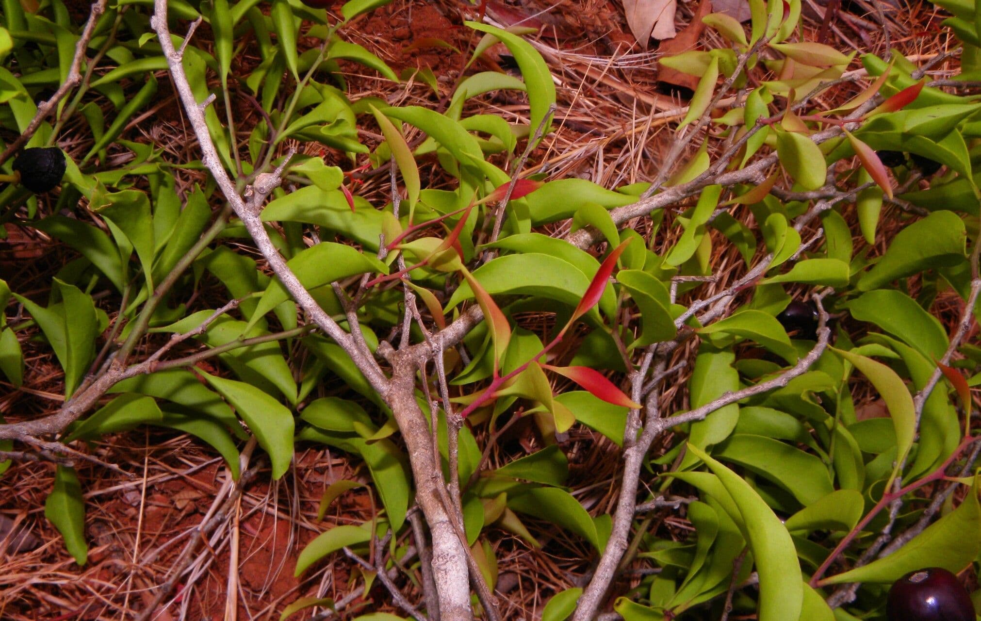 Schoepfia di Schreber 6