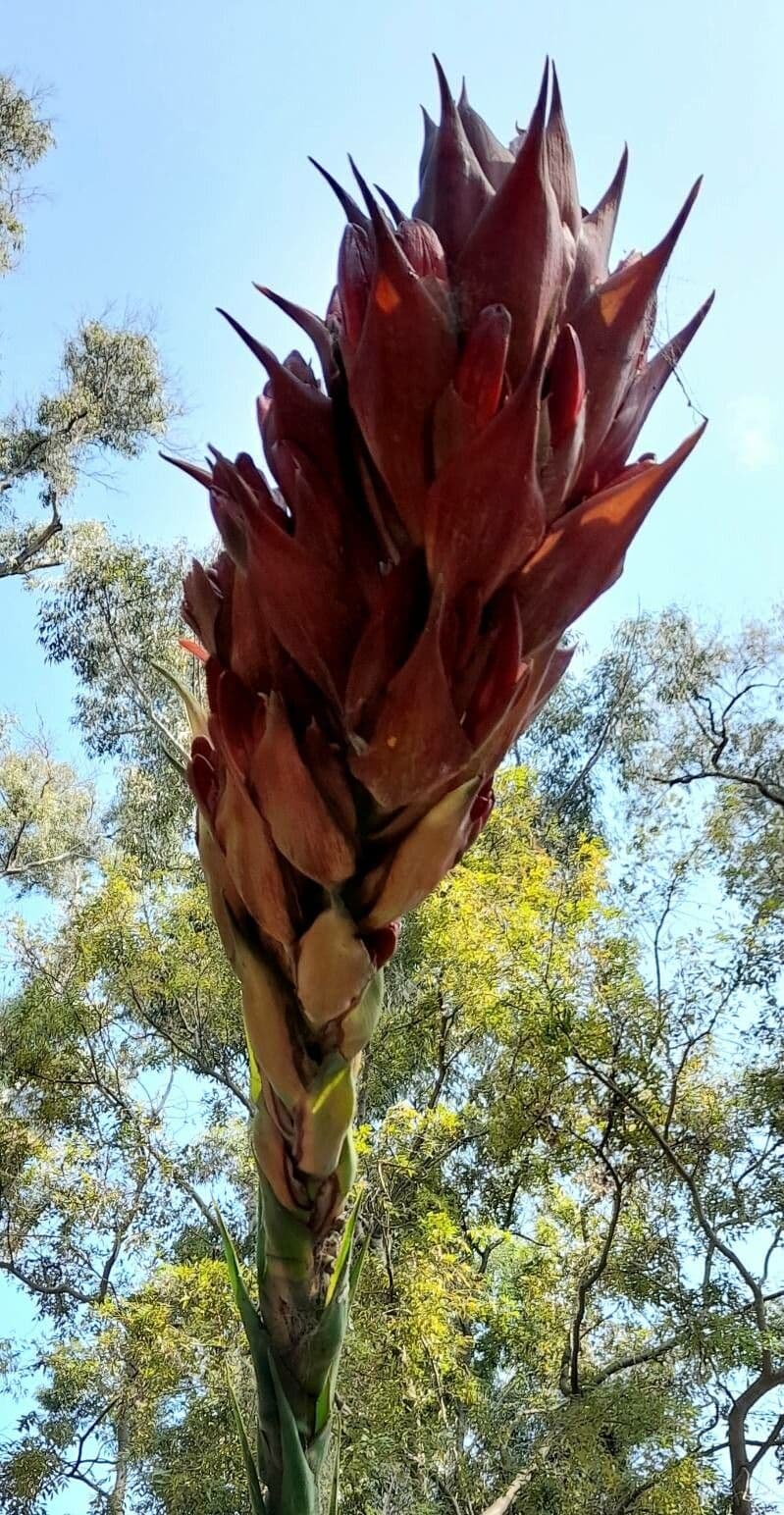 Doryanthes 4