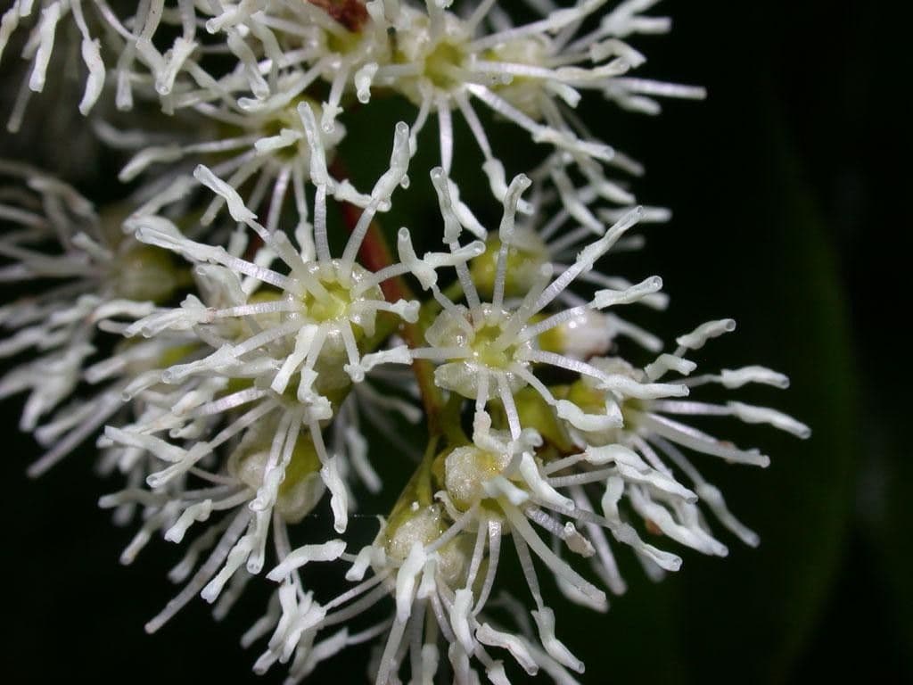 Miconia 8