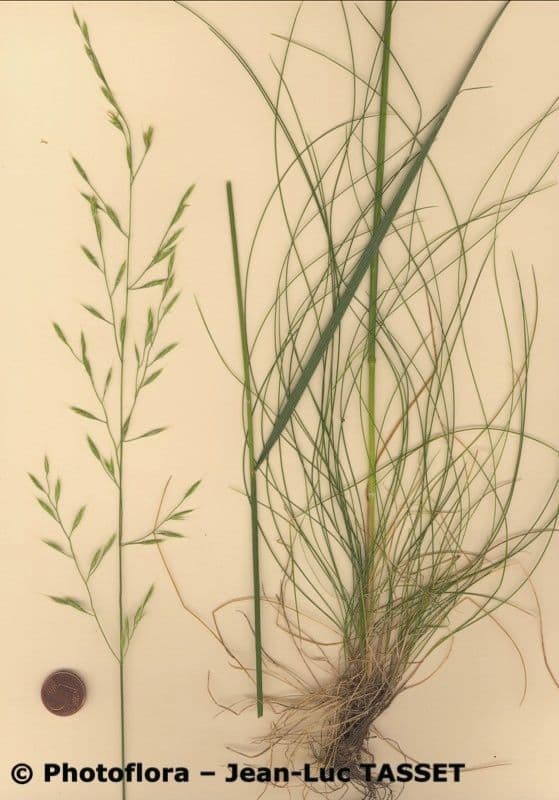 Festuca de hoja variable 10