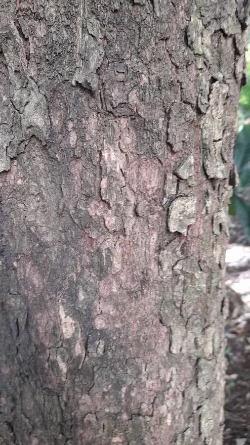 Zlatoplod gonokarpový 7