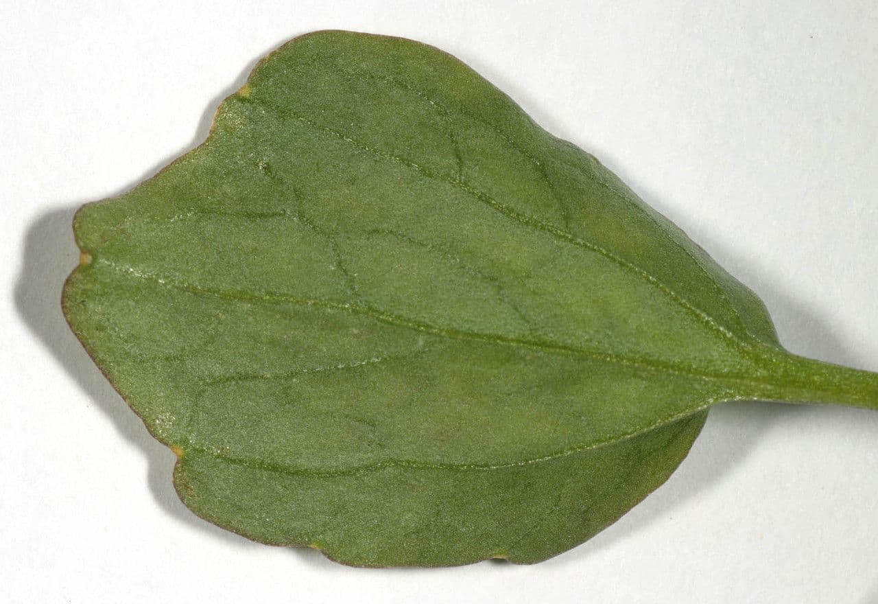 Kleinblättrige Brunnenkresse 8