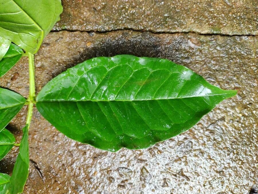 Guayaba 10