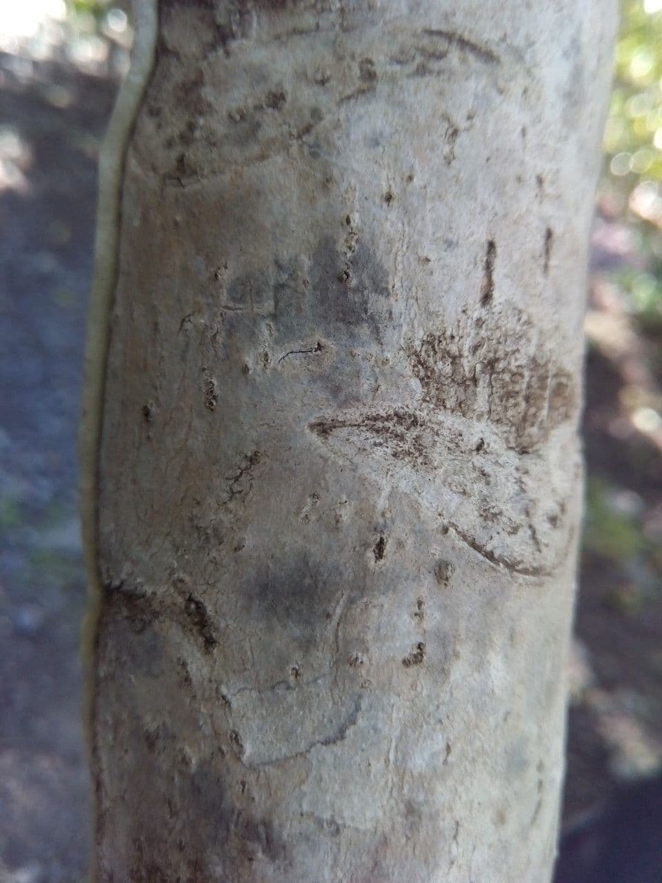 Polyscias 22