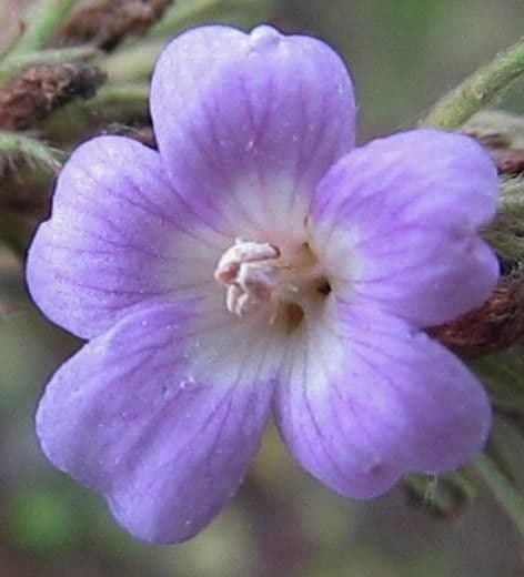 Melochia villosa 2