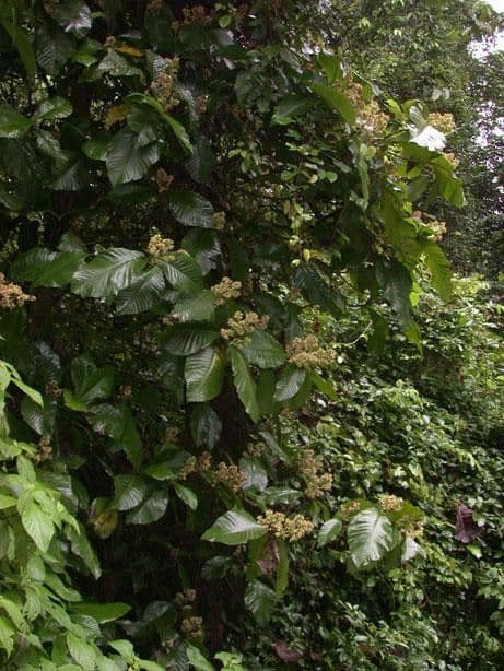 Simira 6