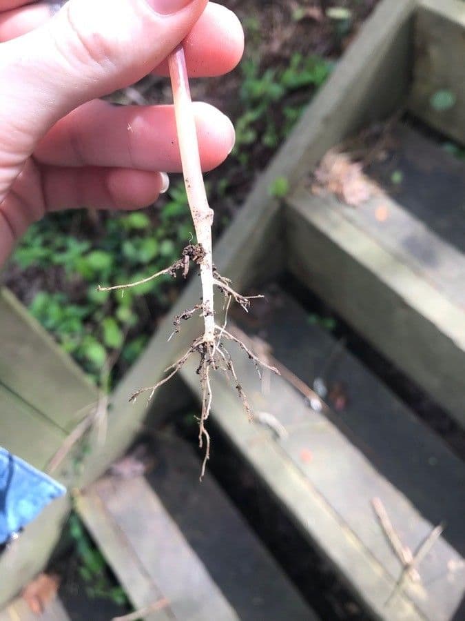 Impatiens pallida 28