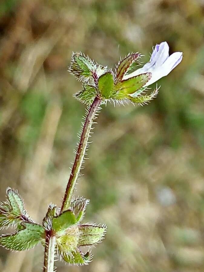 Campanula erinus 9