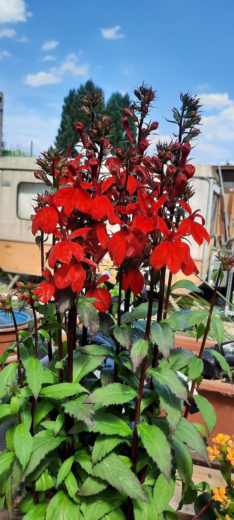 Lobelia cardinale 30