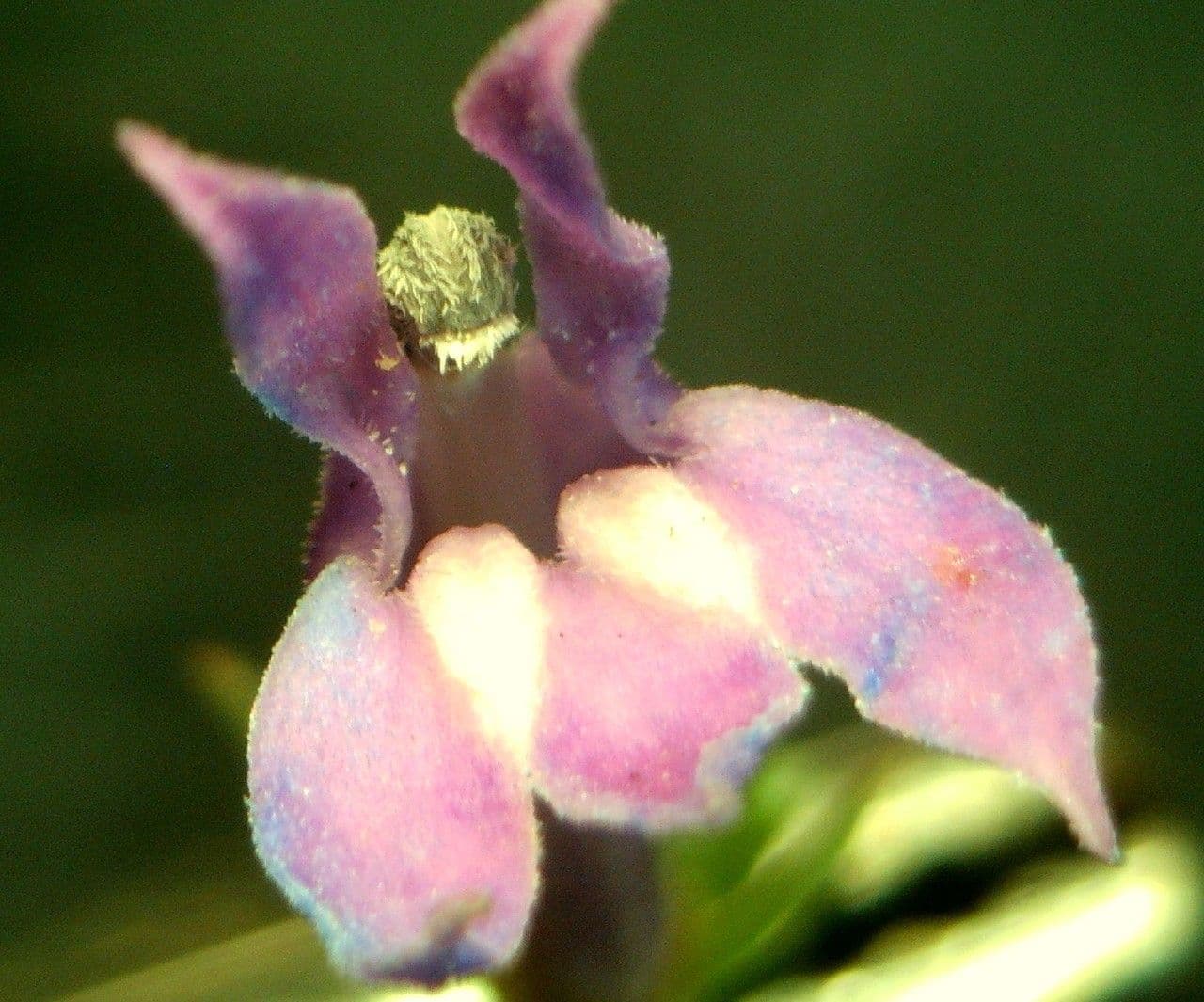 Lobelia urens 6