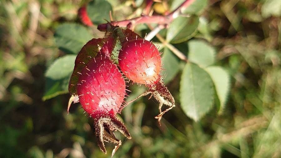 Apfel-Rose